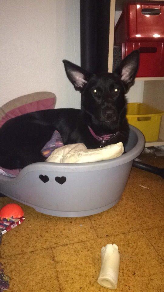 Blanding af racer Freya billede 44