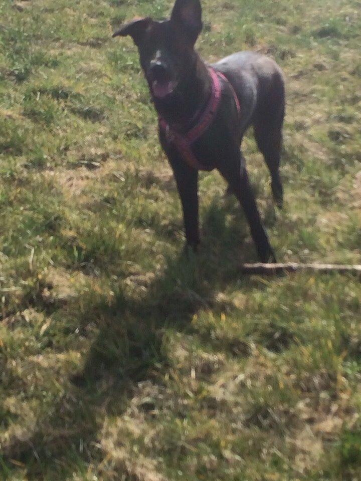 Blanding af racer Freya billede 45