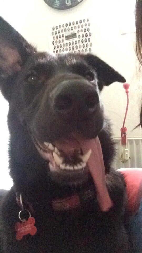 Blanding af racer Freya billede 47