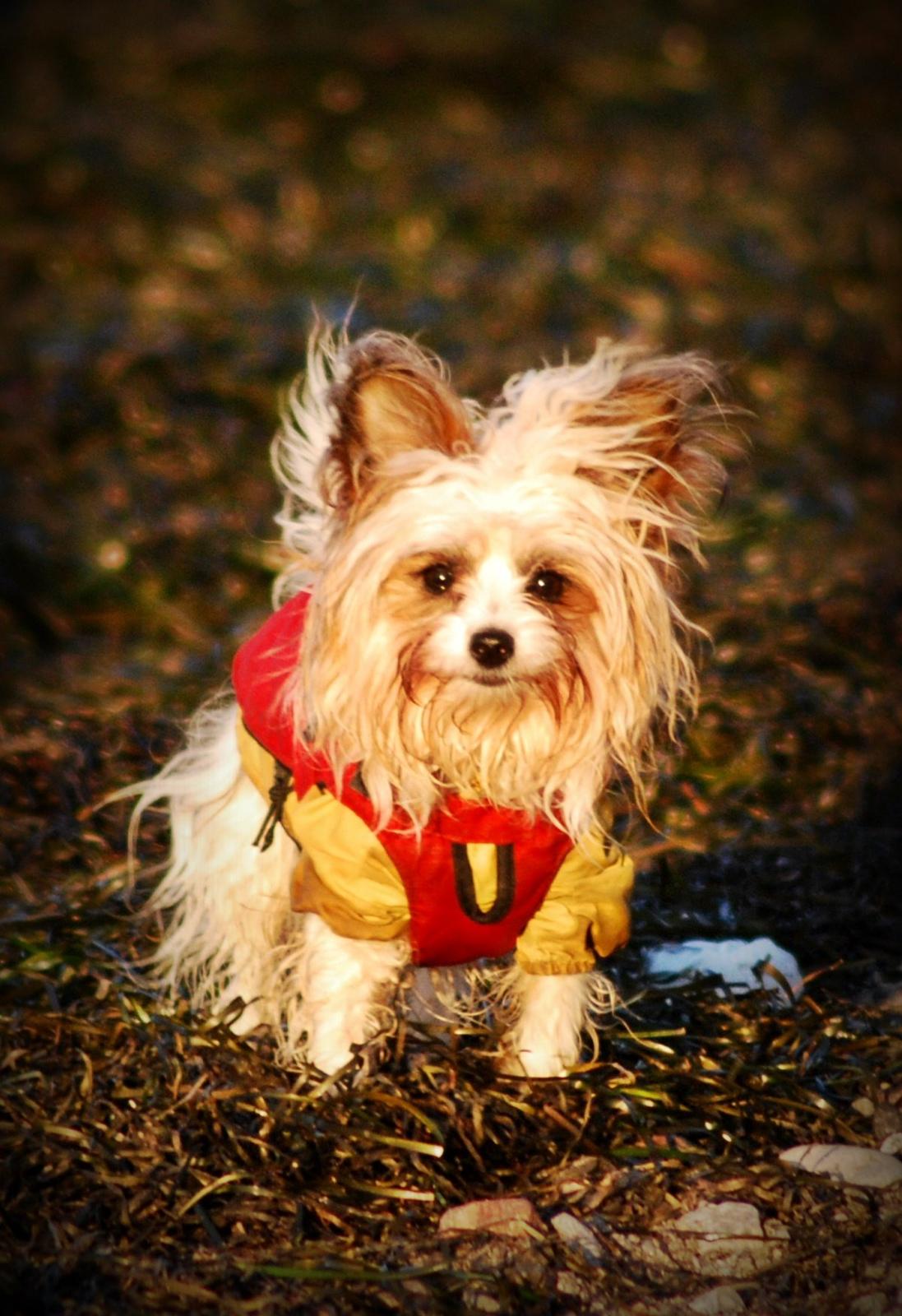 Blanding af racer Bella billede 3