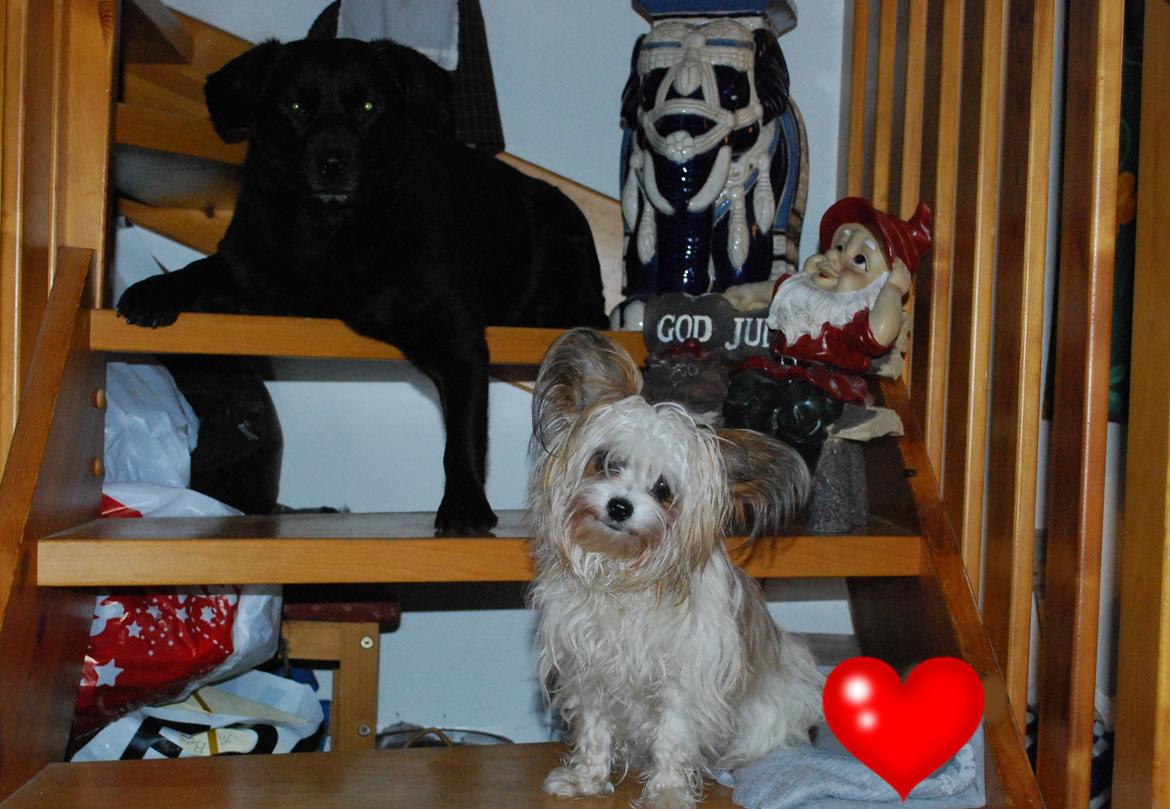 Blanding af racer Bella billede 4