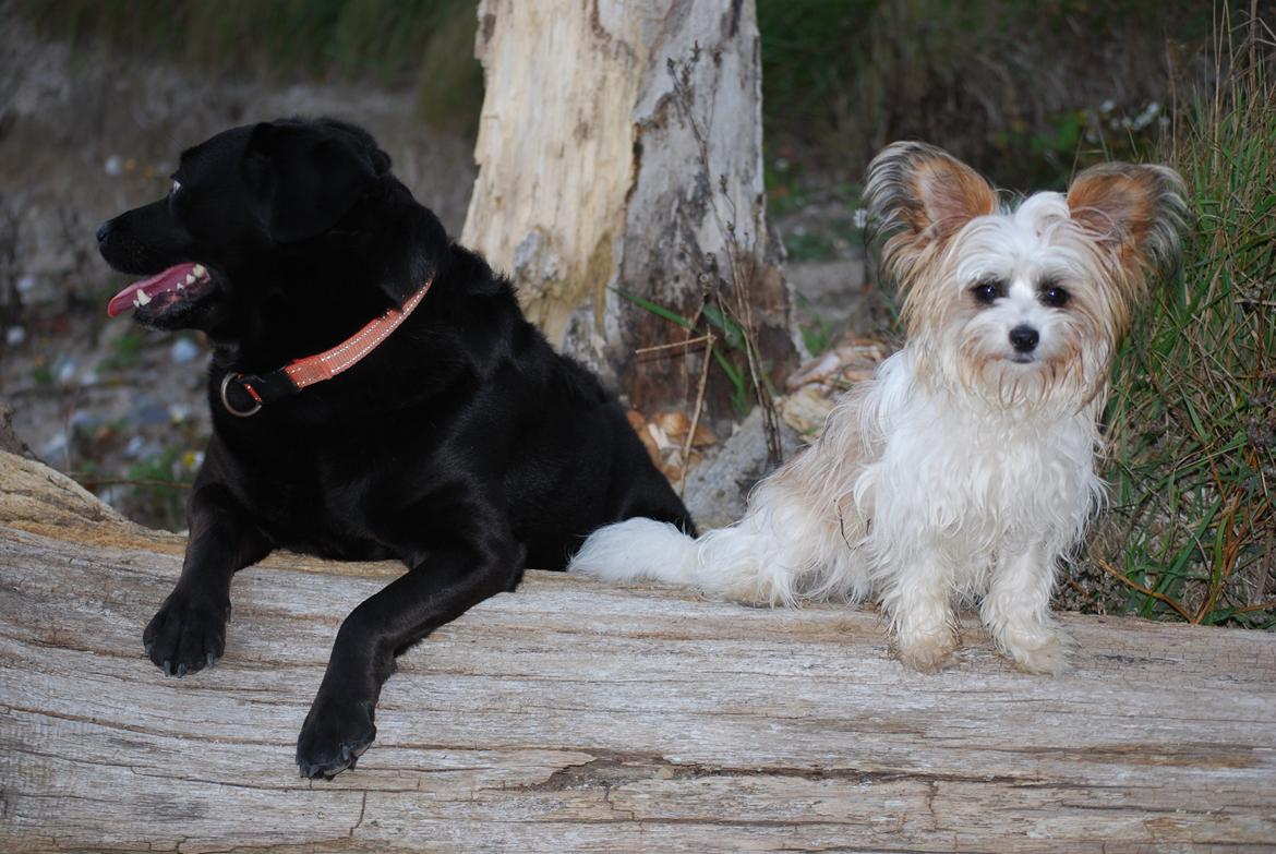 Blanding af racer Bella billede 6