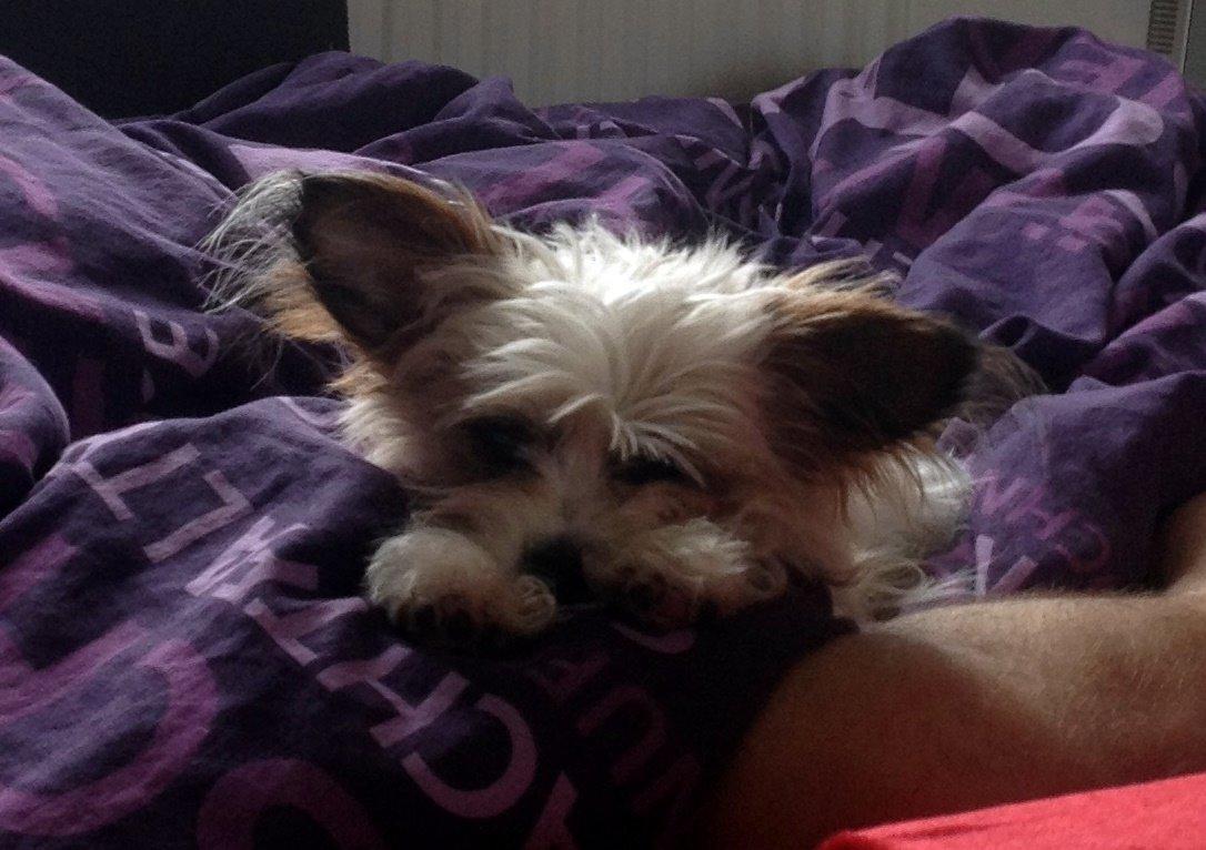 Blanding af racer Bella billede 5