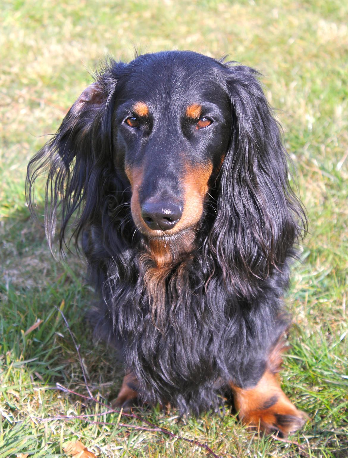 Gravhund Karl  - Karl i sommerhuset, påskeferie 2015 billede 48