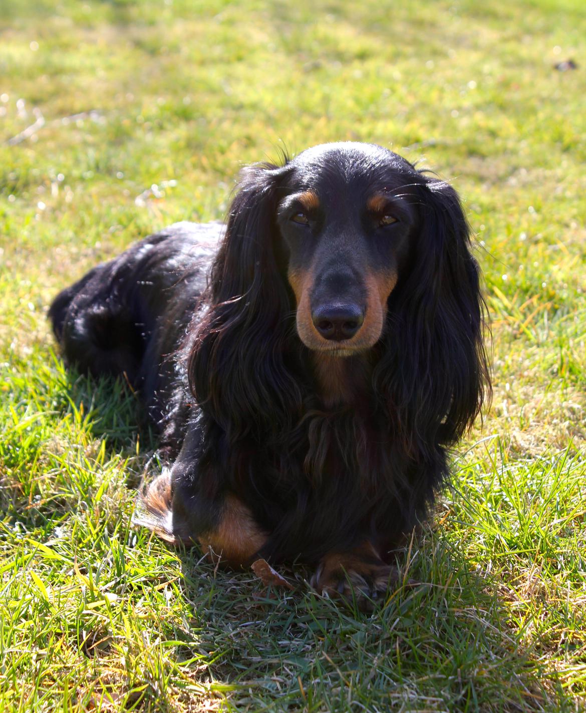 Gravhund Karl  - Karl i sommerhuset, påskeferie 2015 billede 49
