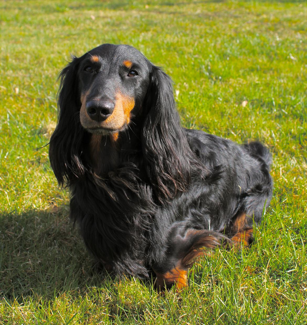 Gravhund Karl  - Karl i sommerhuset, påskeferie 2015 billede 50