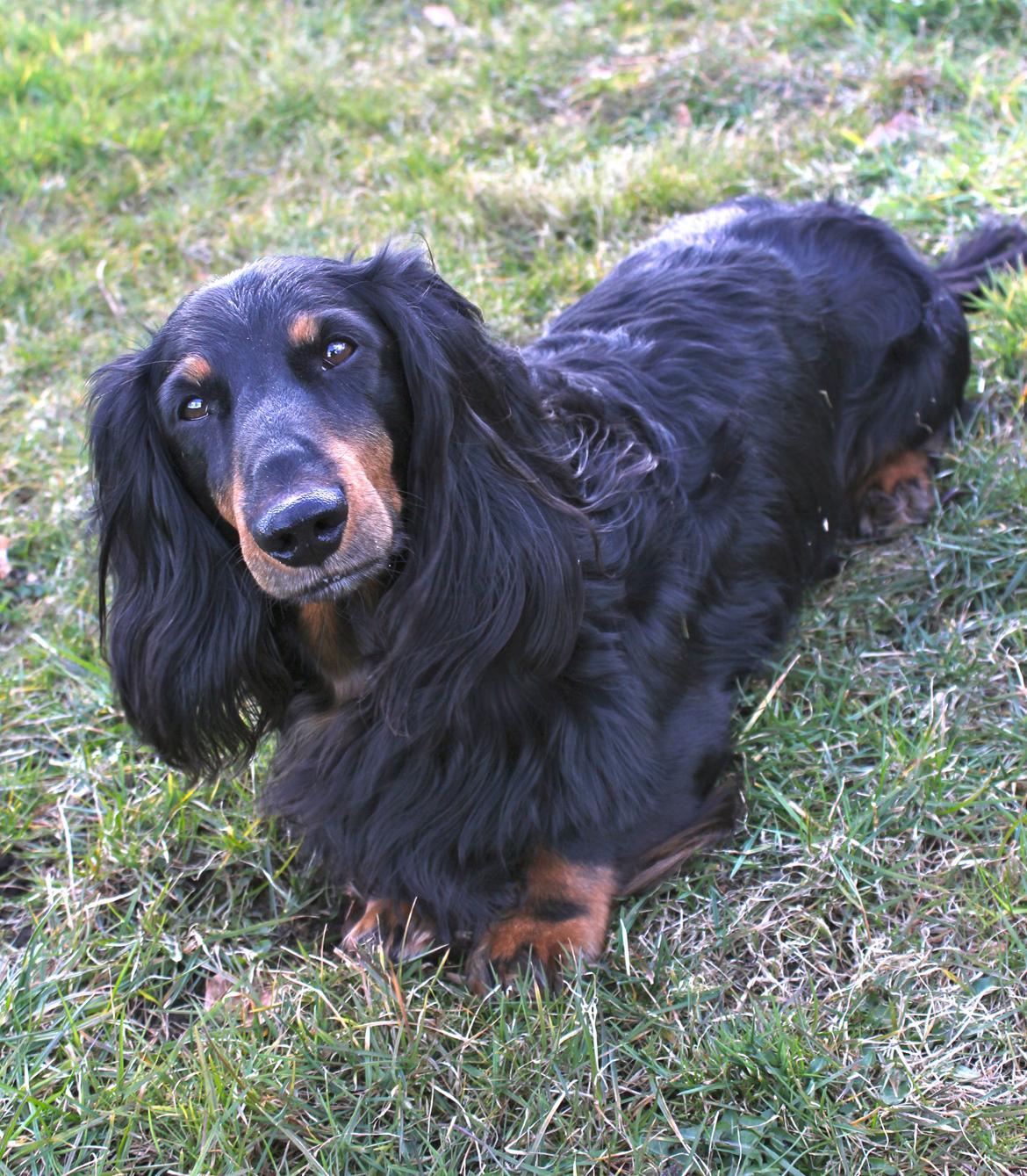 Gravhund Karl  - Karl i sommerhuset, påskeferie 2015 billede 47