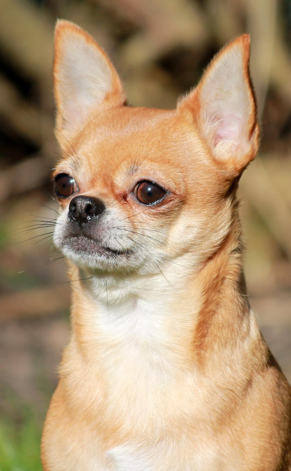 Chihuahua Chihuanas Flush of Hearts - Momo - marts 2015 - Momo 3 år <3 billede 10