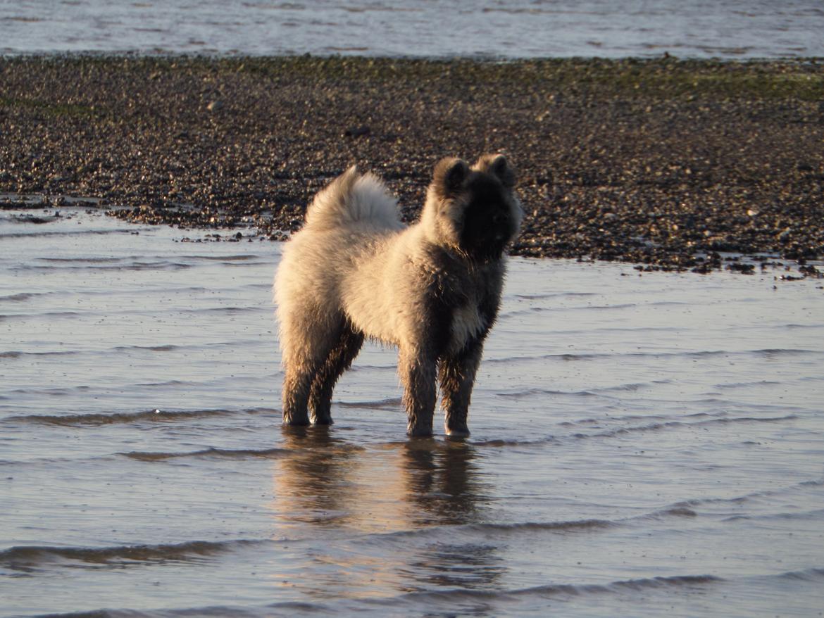 American Akita Akidan Breaking The Waves "RIKI" <3 - Ulbjerg Klint. 20 april 2015 billede 6