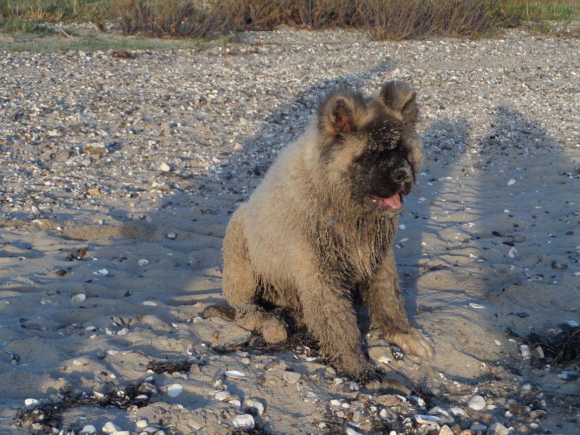 American Akita Akidan Breaking The Waves "RIKI" <3 - Ulbjerg Klint. 20 april 2015 billede 13