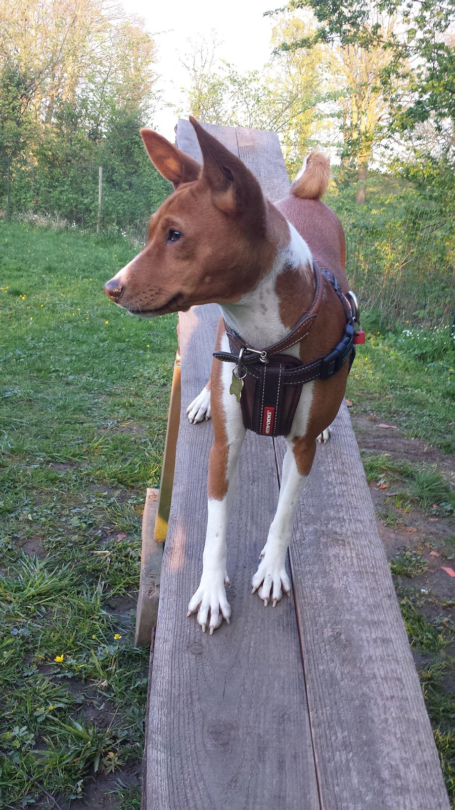 Basenji Molly billede 2