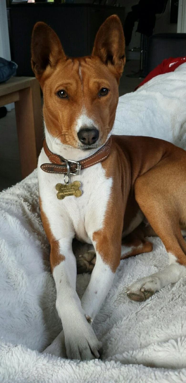 Basenji Molly billede 1