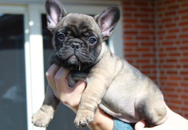 Fransk bulldog Minna  billede 1