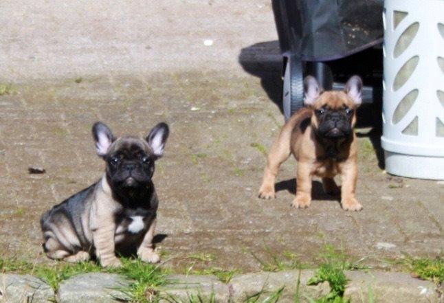Fransk bulldog Minna  billede 2