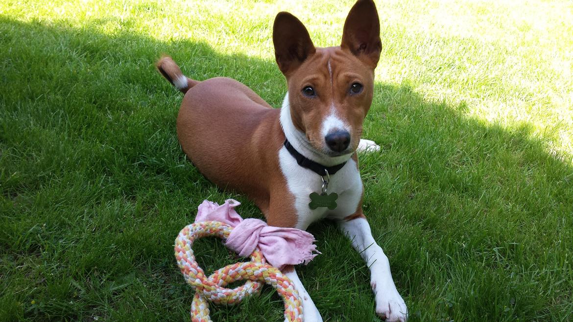 Basenji Molly billede 4