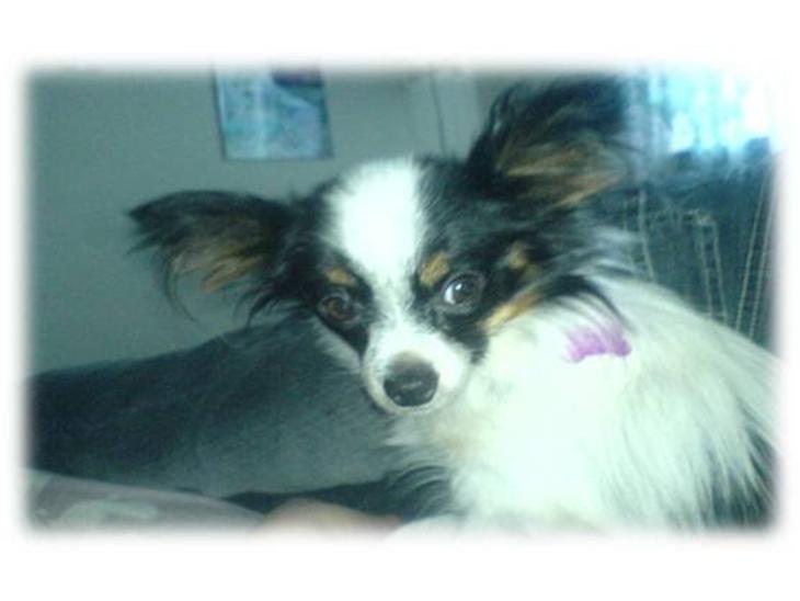 {{currentPhoto.altText}} billede {{currentPhoto.number}}