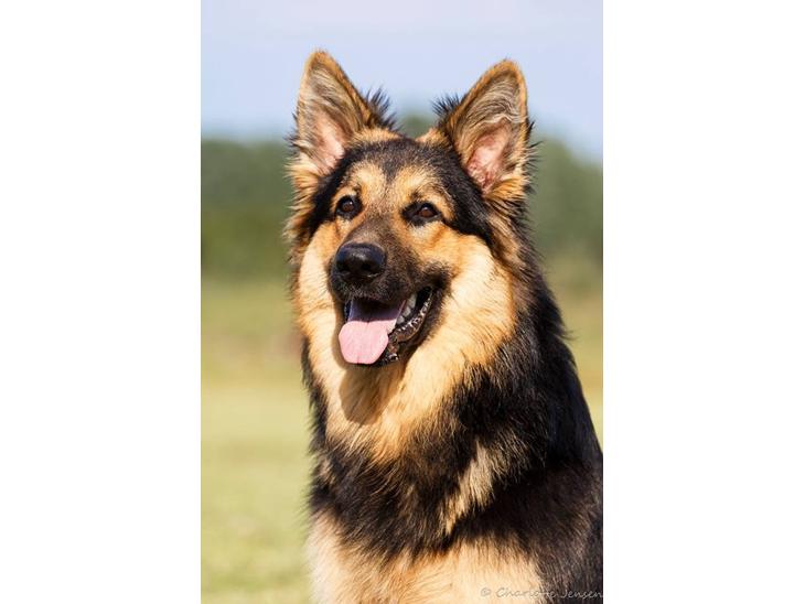 Schæferhund Kenzo billede 1
