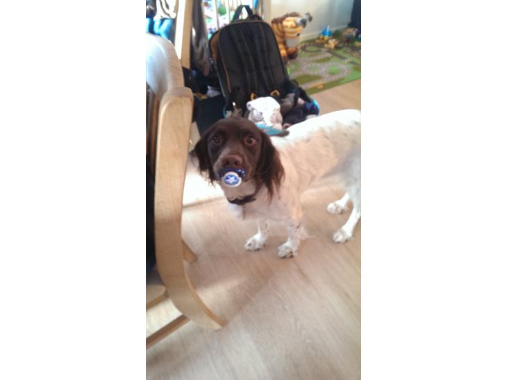 Field Trial spaniel Tulle - Ja fræk er hun da billede 1