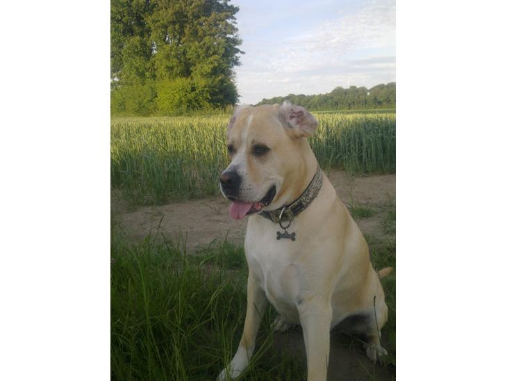 Blanding af racer Coco - Coco 3 år. billede 1