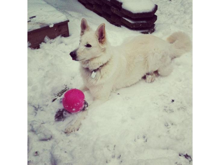 {{currentPhoto.altText}} billede {{currentPhoto.number}}