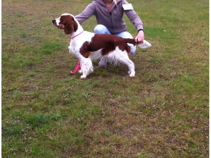 Welsh springer spaniel Kiwi "Big picture" billede 0