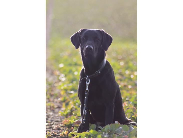 Labrador retriever Mickey billede 1