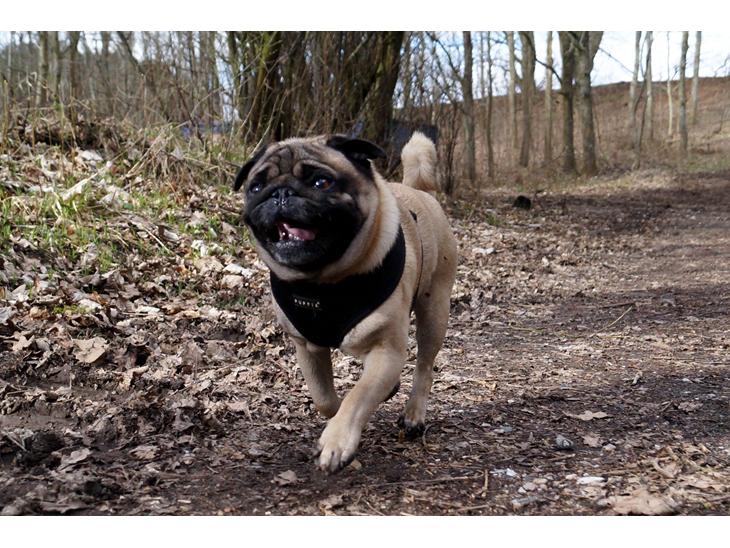 Mops Pelle billede 1