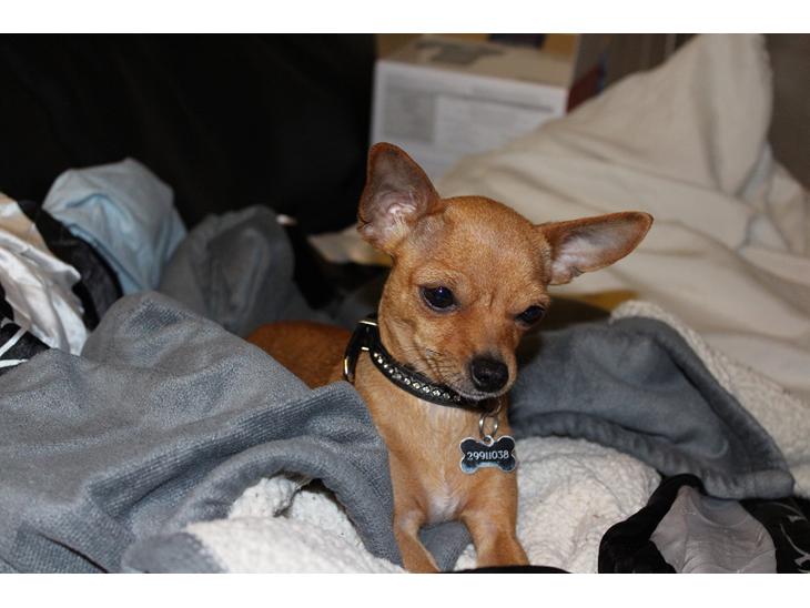 Chihuahua vera billede 1