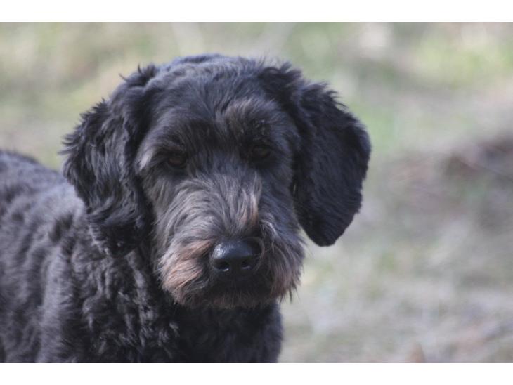 {{currentPhoto.altText}} billede {{currentPhoto.number}}