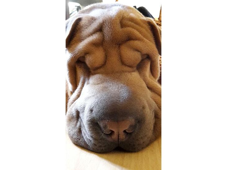 {{currentPhoto.altText}} billede {{currentPhoto.number}}