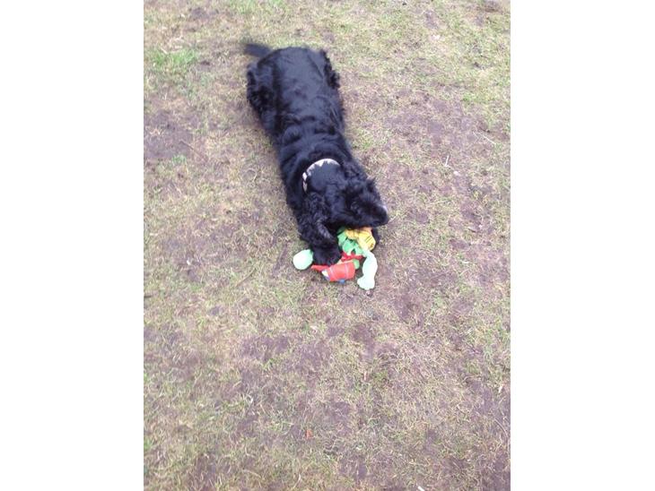 Cocker spaniel Frida billede 0