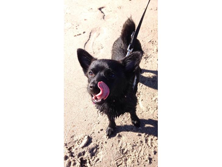 Blanding af racer Pomeranian, Chihuahua Shellie billede 1