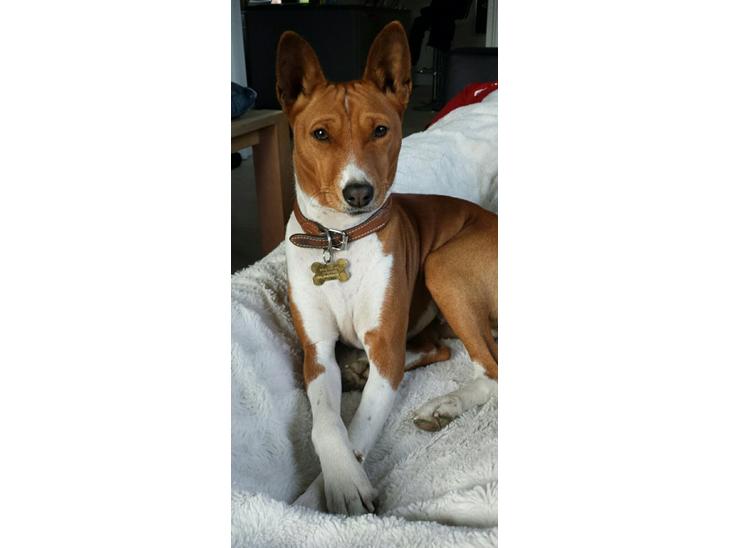 {{currentPhoto.altText}} billede {{currentPhoto.number}}