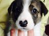 Border collie Malli