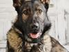 Schæferhund Charlie [ Himmelhund]