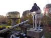 Dansk svensk gaardhund Buster
