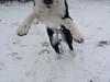 Blanding af racer Molly