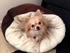Chihuahua Kenzo