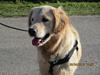 Golden retriever ludvig
