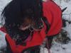 Dværggravhund Zenta