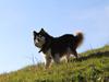 Finsk lapphund gottorps Ussi (kaldt: Bertha)