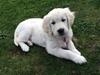 Golden retriever Lilly