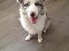 Border collie Joking Jester 