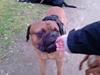 Bullmastiff Otto