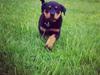 Rottweiler Anton