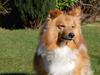 Shetland sheepdog Bailey