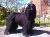 Afghansk mynde Julius [ Himmelhund]
