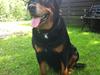 Rottweiler Buzz - Charmetrolden <3 R.I.P himmelhund)