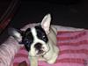 Fransk bulldog Blanka