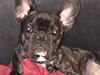 Fransk bulldog Louie